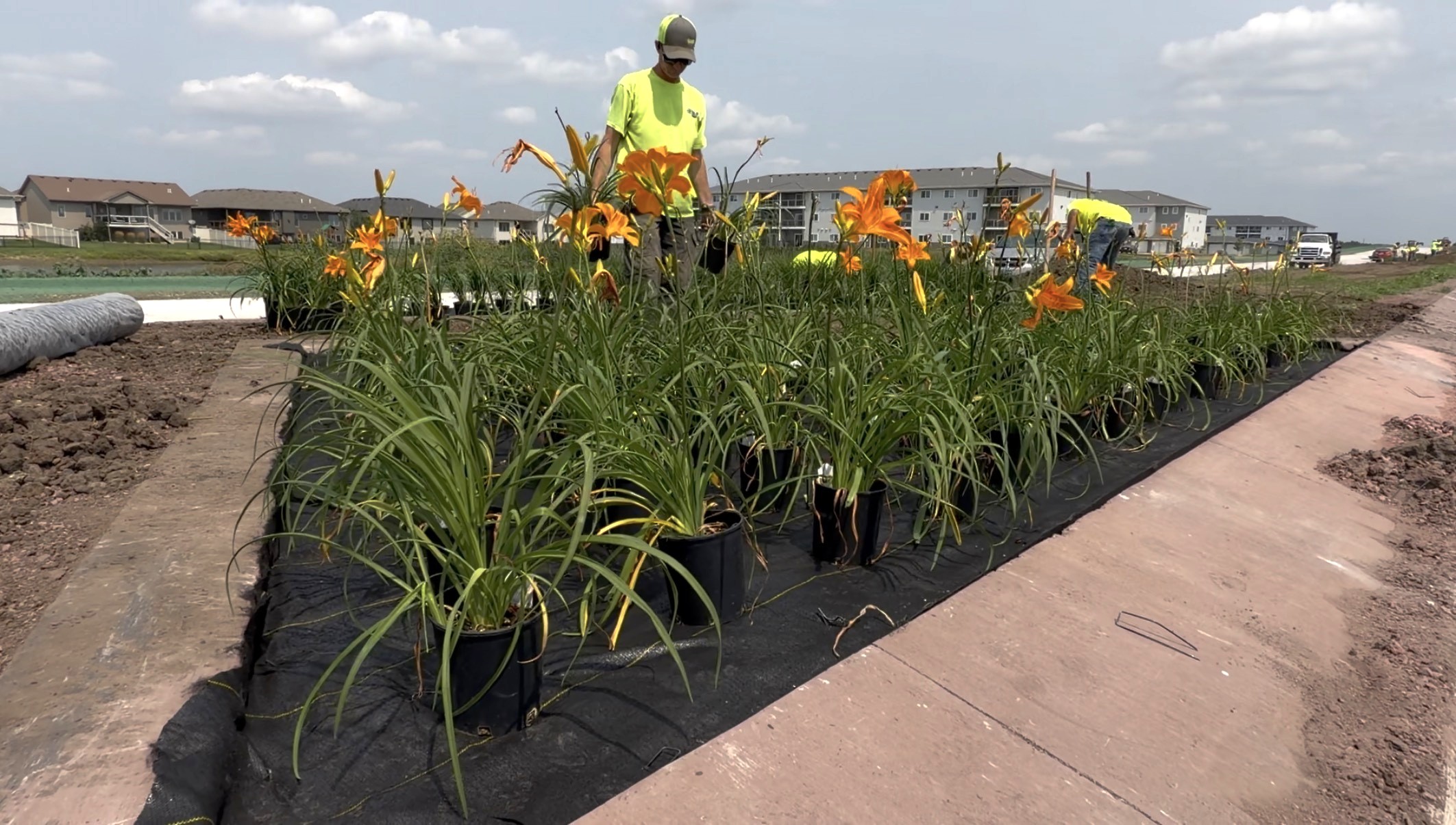 Crews planting vegetation in the median along South Veterans Parkway.