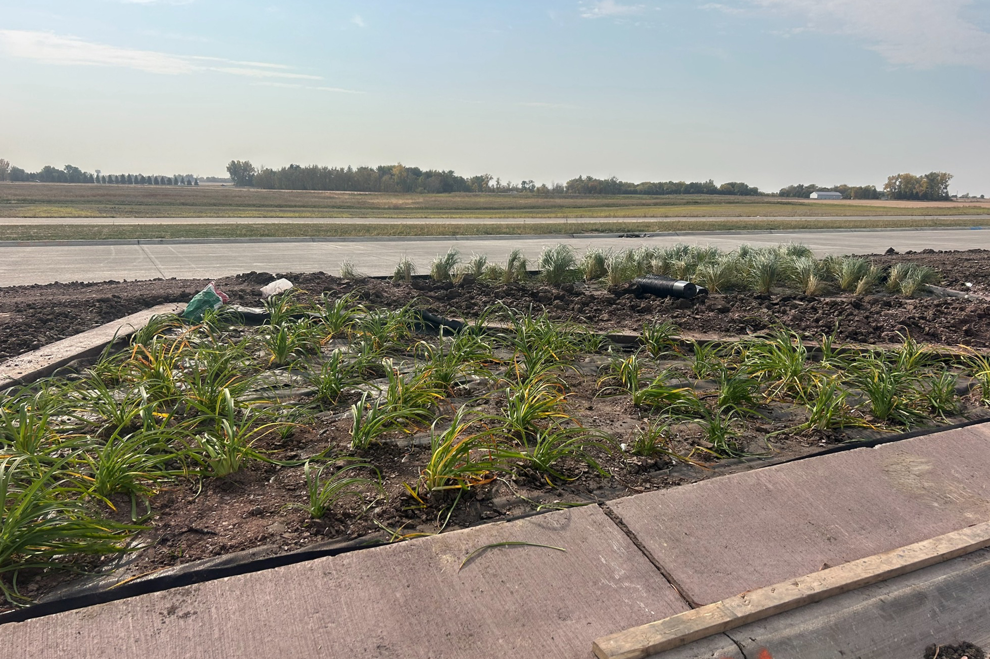 New vegetation plantings along roadway.